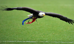 kayla the eagle