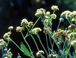 guayule