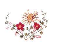 Arpagofito procumbens