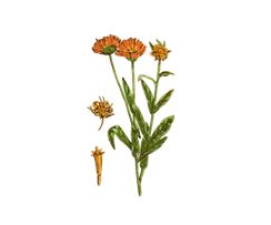 Calendula officinalis