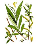 Salix Alba