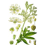 Spiraea ulmaria