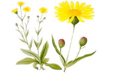 arnica montana