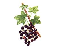 ribes nigrum