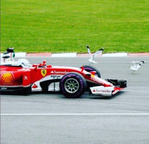 vettel gabbiani
