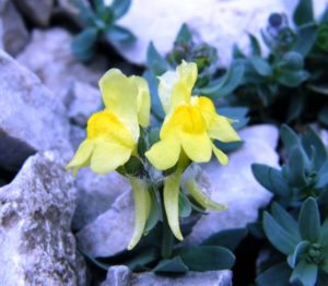 Linaria tonzigii al sentiero dei fiori