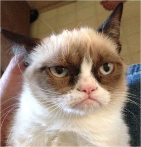 Grumpy Cat