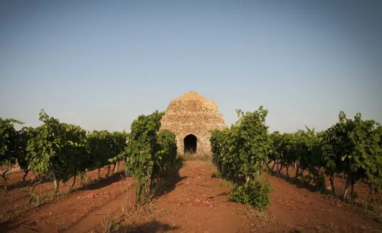 Primitivo di Manduria