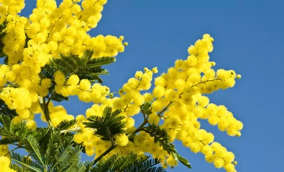 mimosa