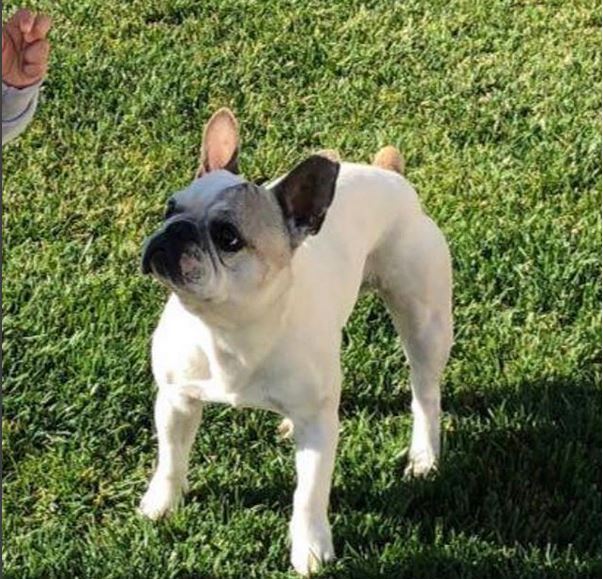 Cagnolina Perotti