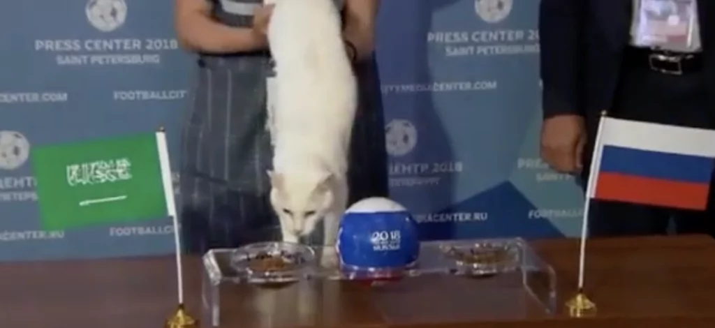 gatto achille