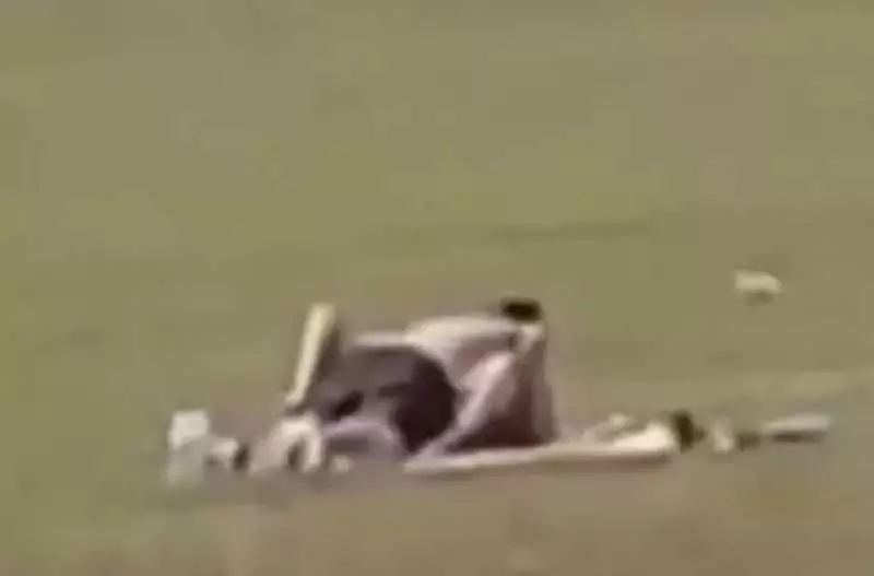 sesso campo cricket