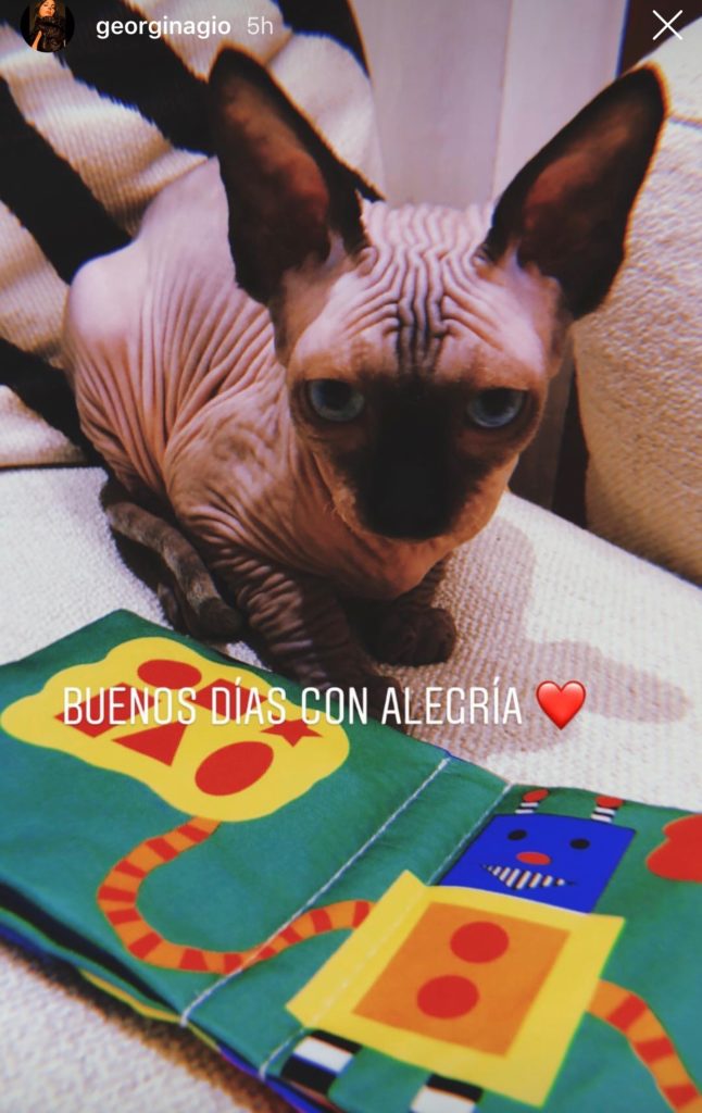 gatto cristiano ronaldo