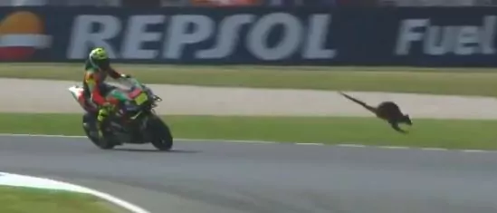 iannone canguro