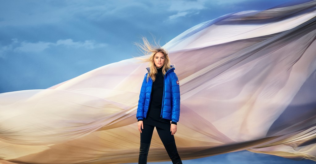 canada goose