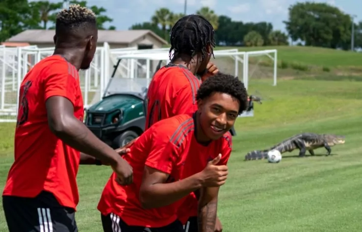 Toronto Fc e alligatore