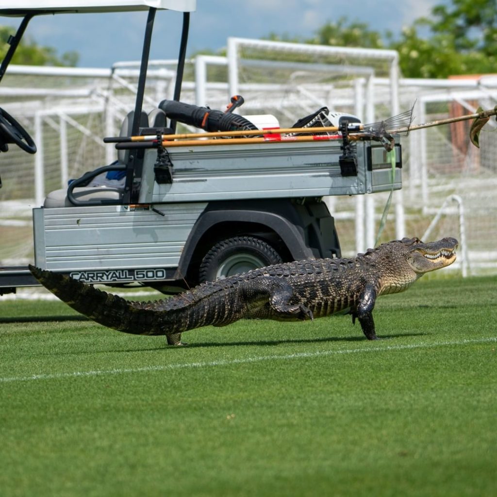Toronto Fc e alligatore