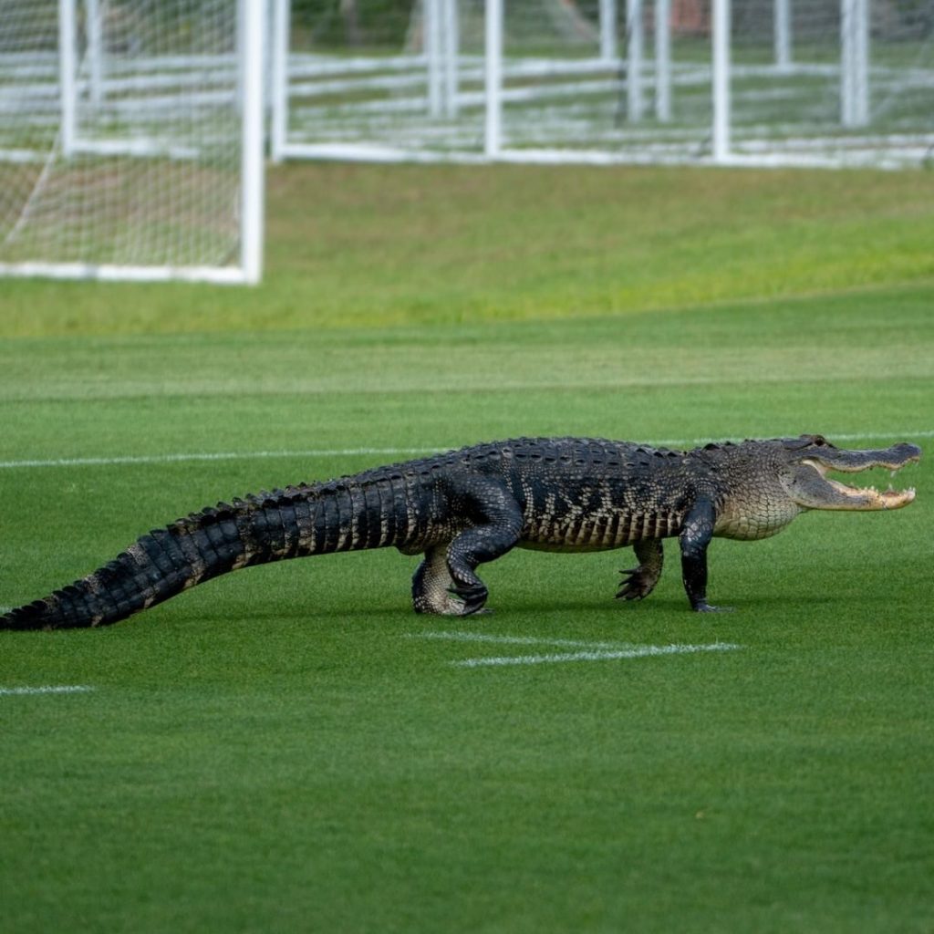 Toronto Fc e alligatore