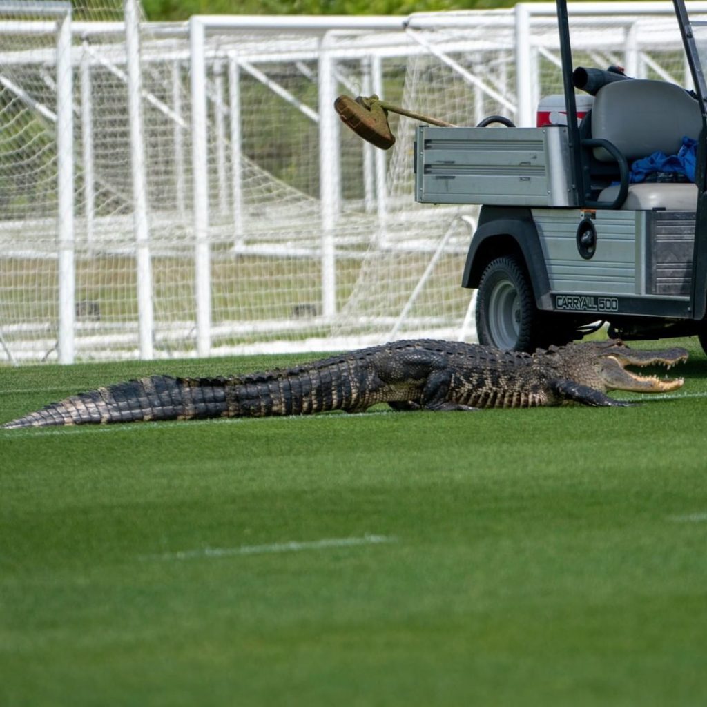 Toronto Fc e alligatore