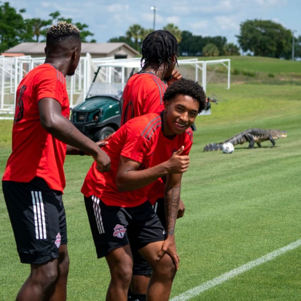Toronto Fc e alligatore