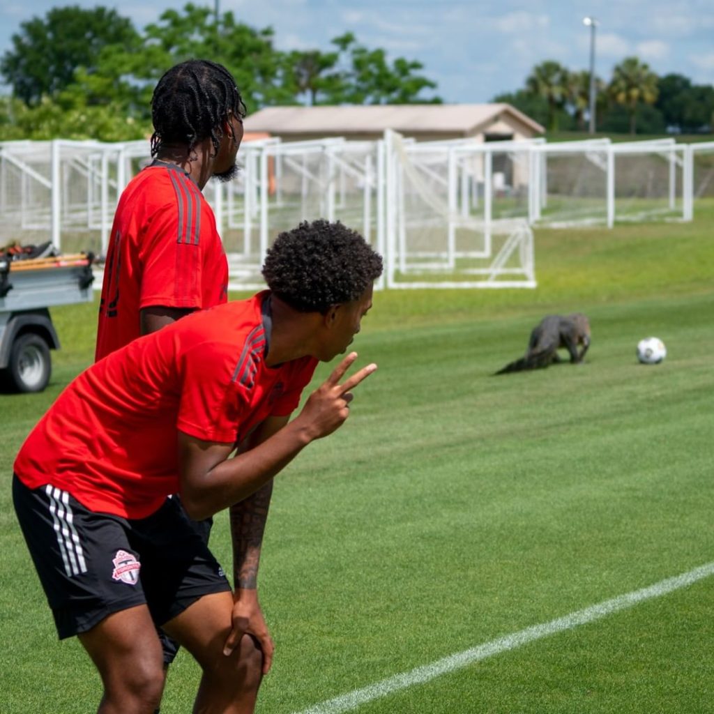 Toronto Fc e alligatore
