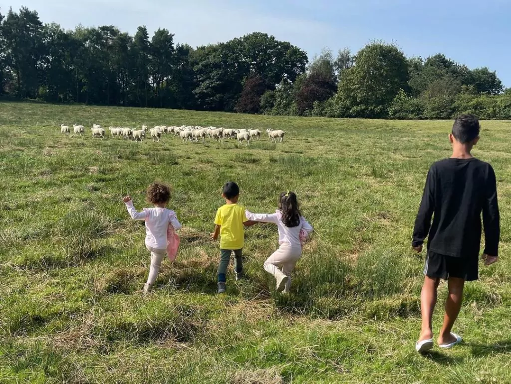 cristiano ronaldo pecore