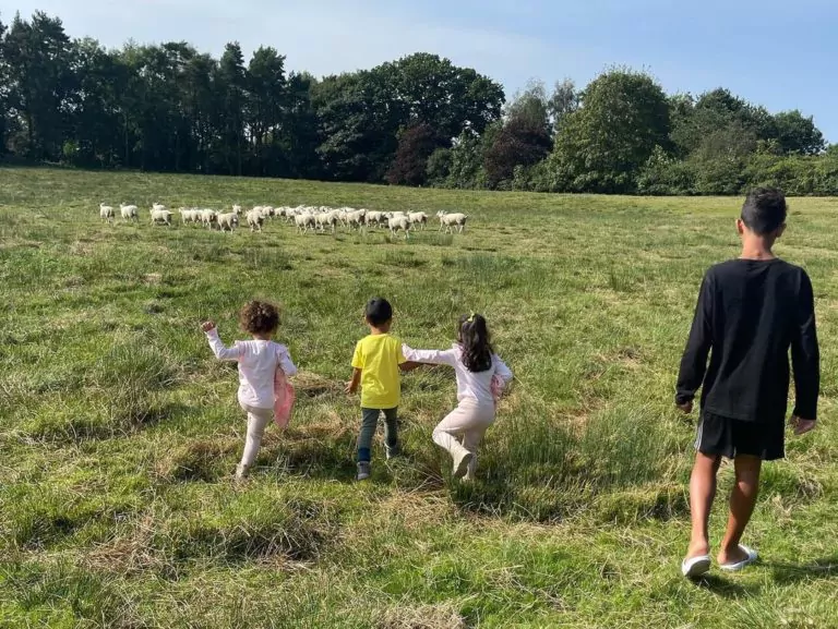 cristiano ronaldo pecore