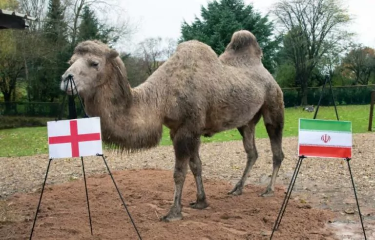 pronostici cammello Camilla